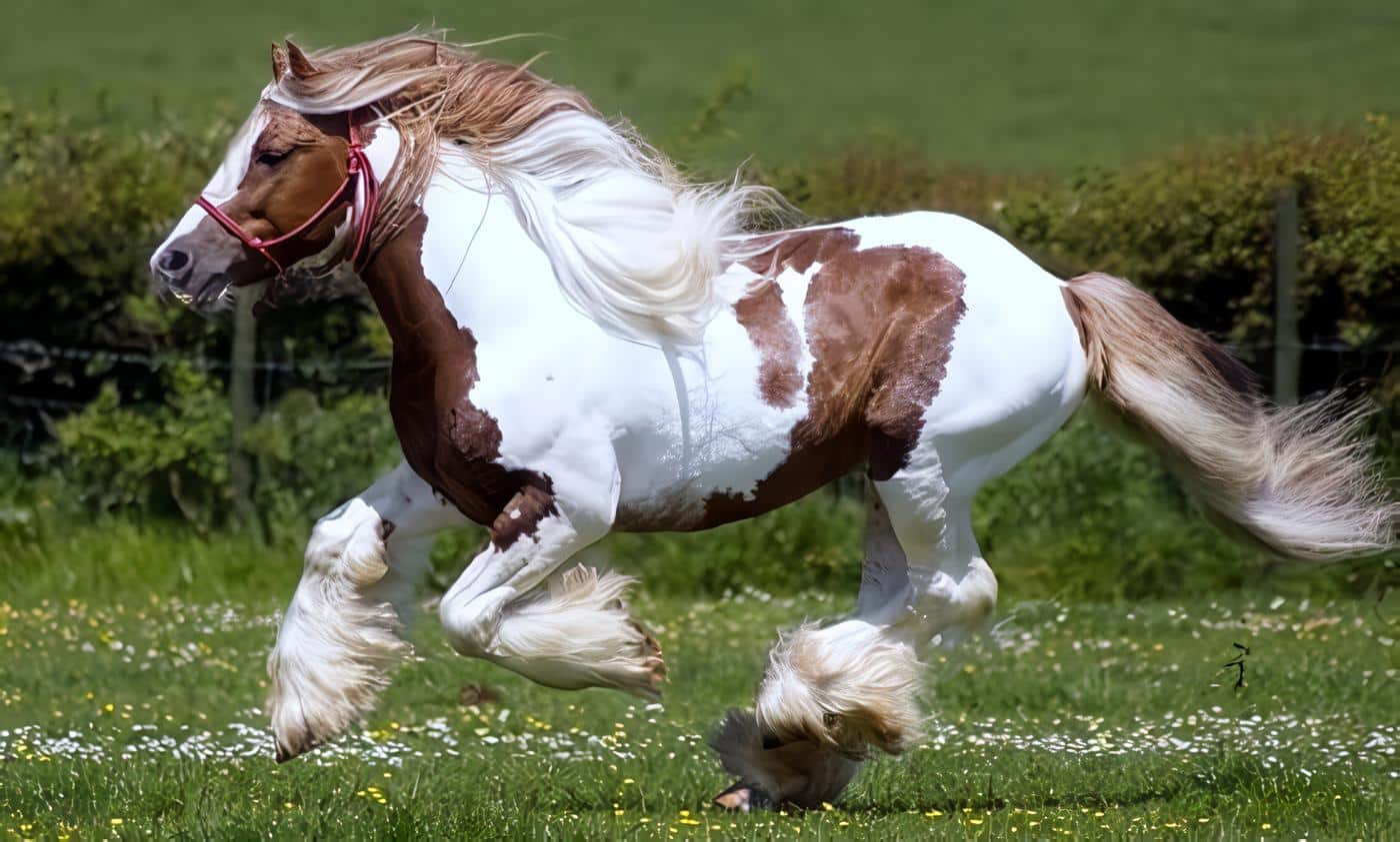 veterinaria-bripel