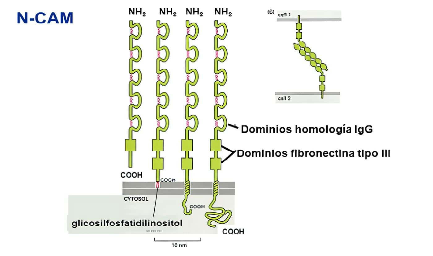 Moléculas de Adhesión - Superfamilia de las Inmunoglobulinas