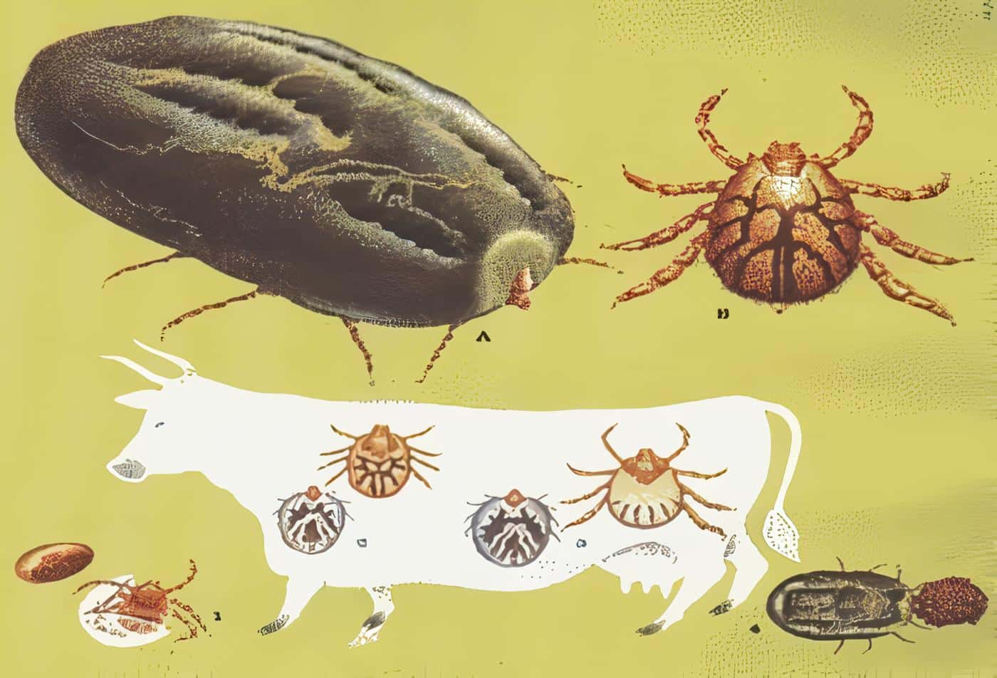 Garrapata Boophilus Microplus