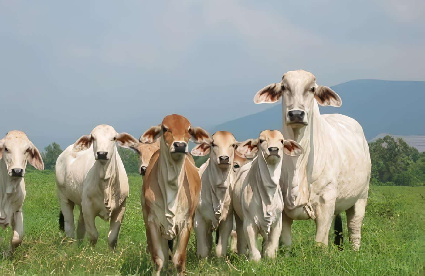 Leptospirosis en Bovinos Tropico