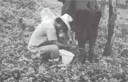 Sistema HACCP. Sistema HACCP.