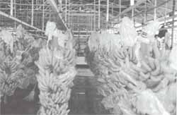 Principios del Sistema HACCP Principios del Sistema HACCP