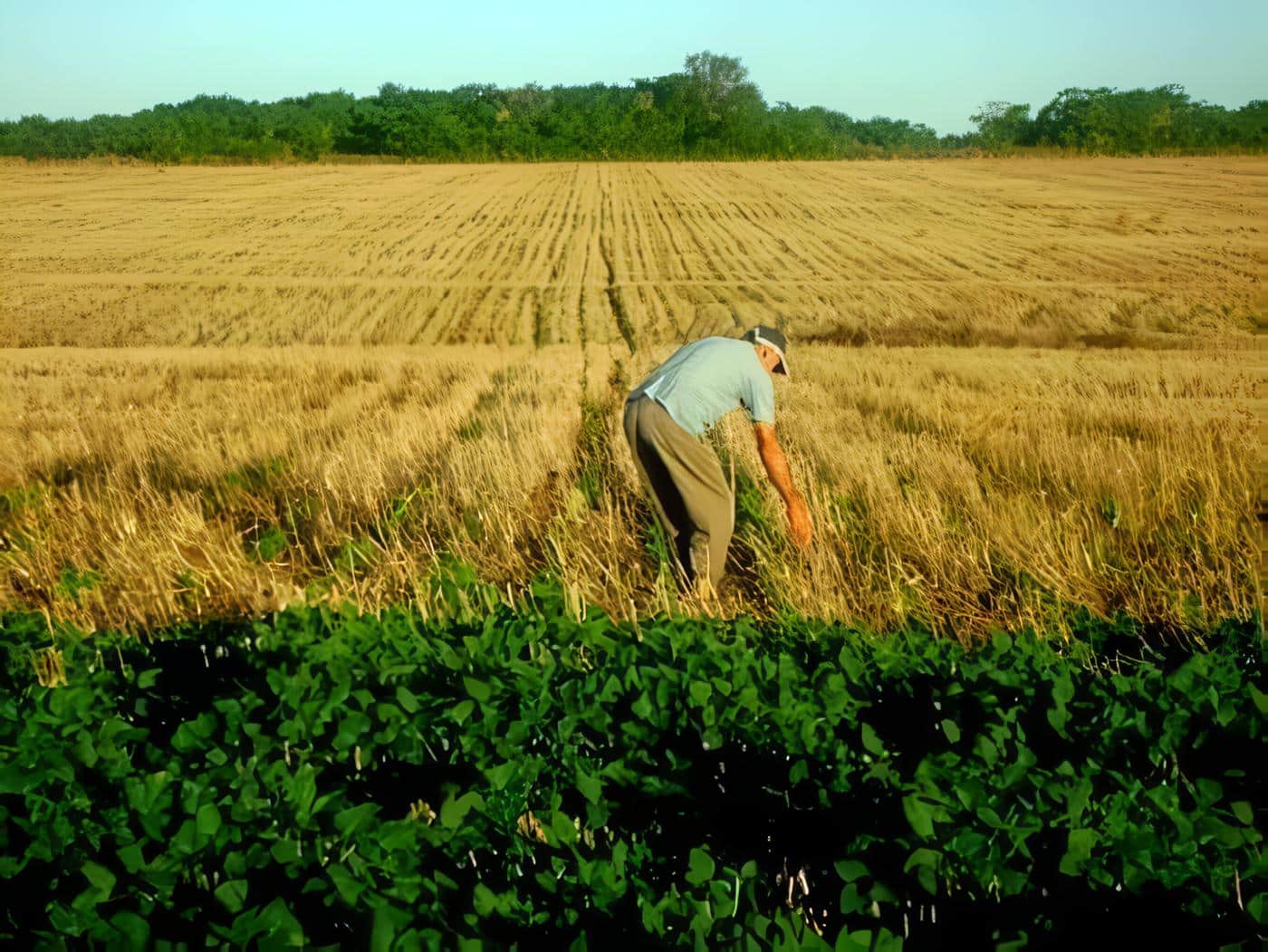 ciencias-agropecuarias