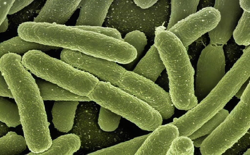 Agamaglobulinemia