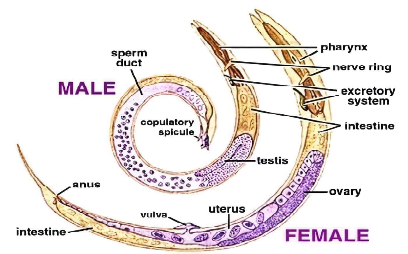 Ascaris Lumbricoides