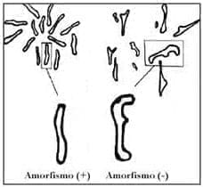 Variedades de patrón pit tipo