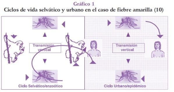 Ciclos de vida selvático y urbano de fiebre amarilla