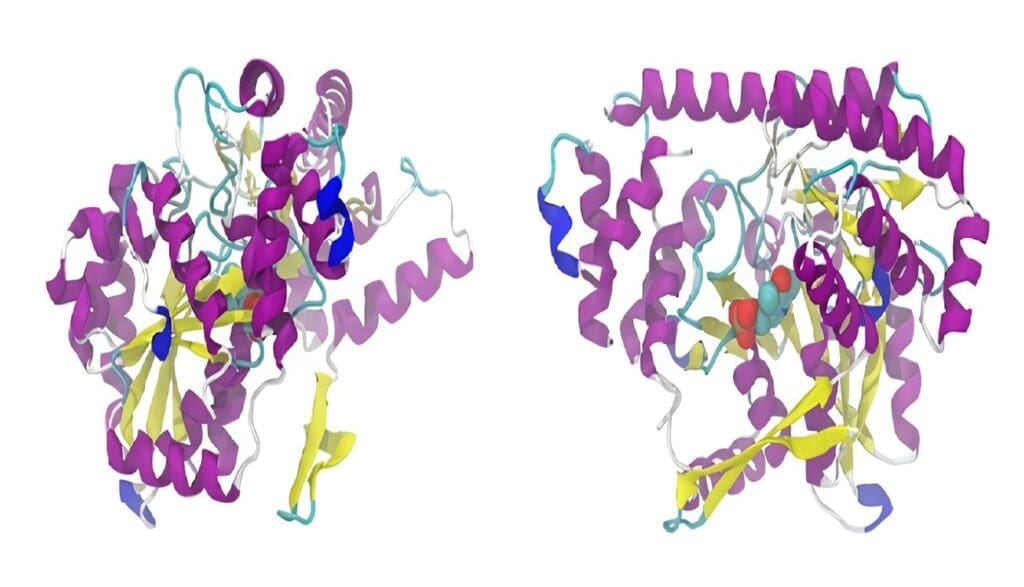 Glicoproteínas - Proteínas de Choque Térmico