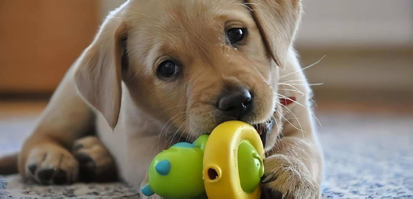 Tiendas de Mascotas en Bogotá