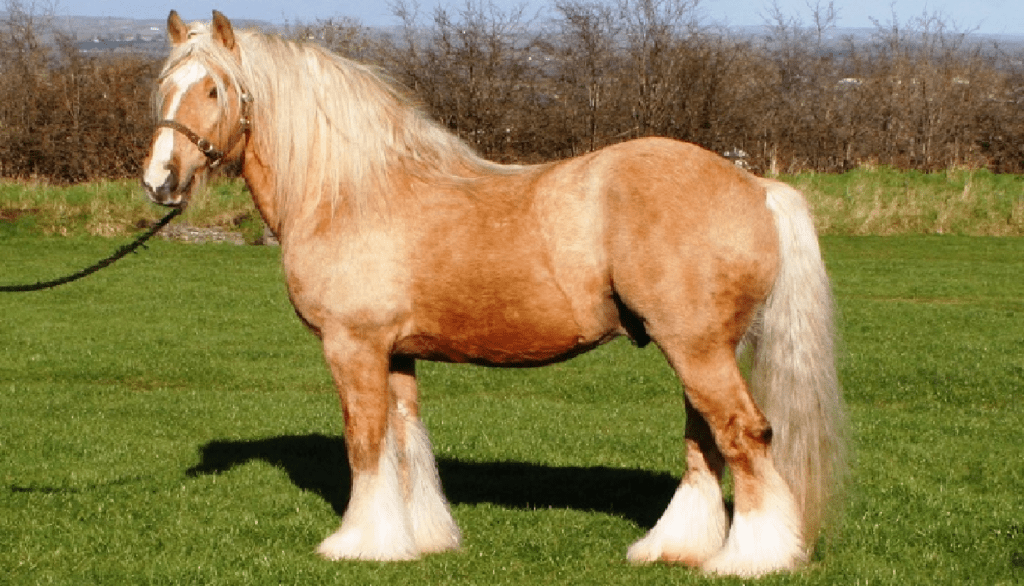 Irish Cob