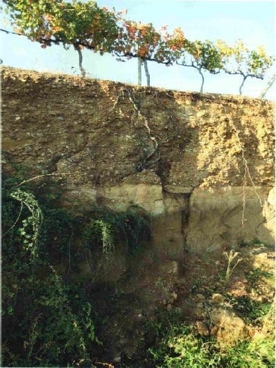 Fotografia Raices de la Vid Valle del Colchagua Fotografia Raices de la Vid Valle del Colchagua