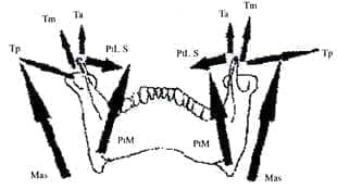 Músculos masticatorios