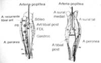 Circulación de la pierna y las perforantes provenientes de las arterias Tibial posterior, Circulación de la pierna y las perforantes provenientes de las arterias Tibial posterior,