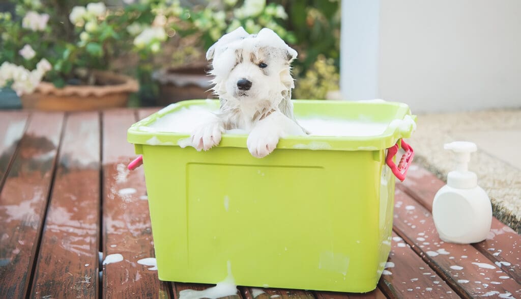 Cómo bañar los perros