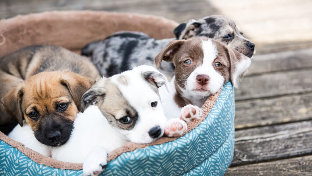 comportamiento cachorros