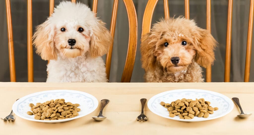 Alimentación de los perros