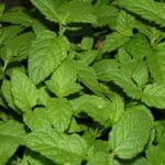 Toronjil - Plantas aromáticas