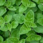 Oregano - planta