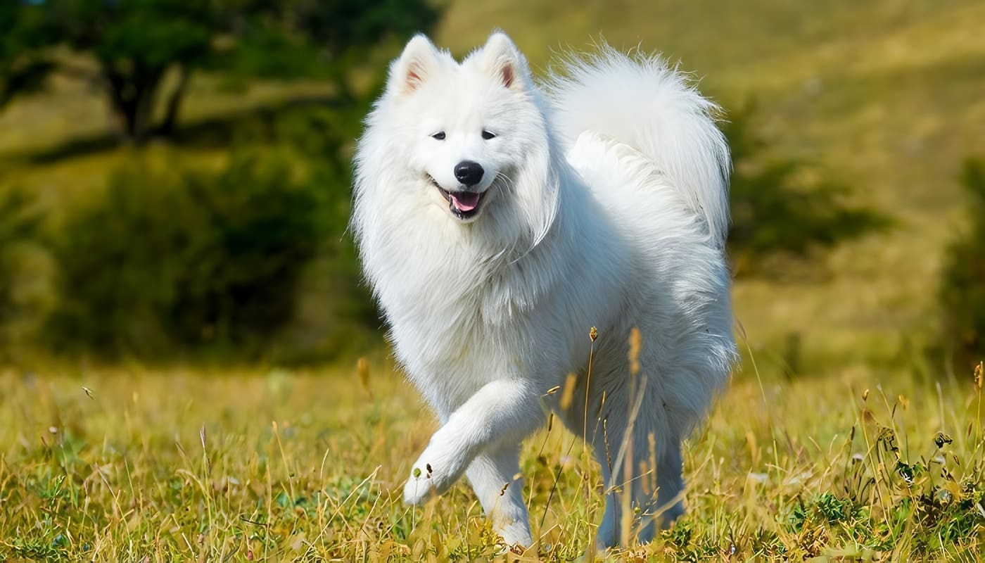 Samoyedo