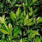 Laurel - Plantas aromáticas