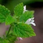 Melisa - Plantas aromáticas