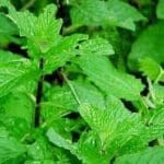 Menta - Planta