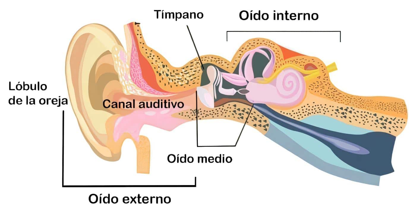 Oído Externo, Oído Interno y Oído Medio