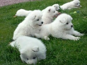 Samoyedo