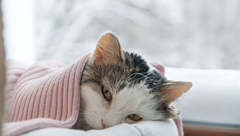 Artritis en Gatos