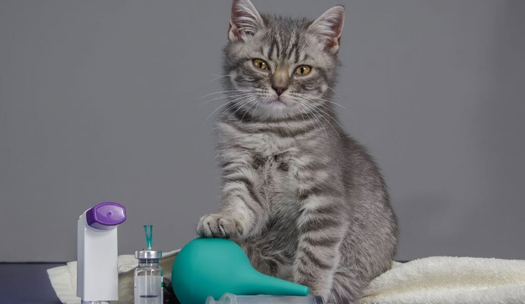 Enfermedades comunes de los gatos