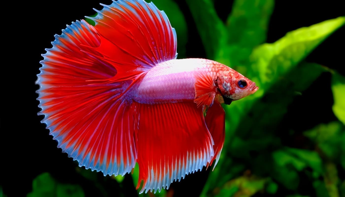 Enfermedades de los Peces