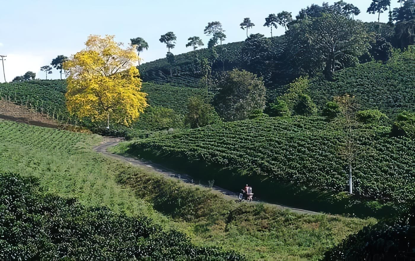 Risaralda
