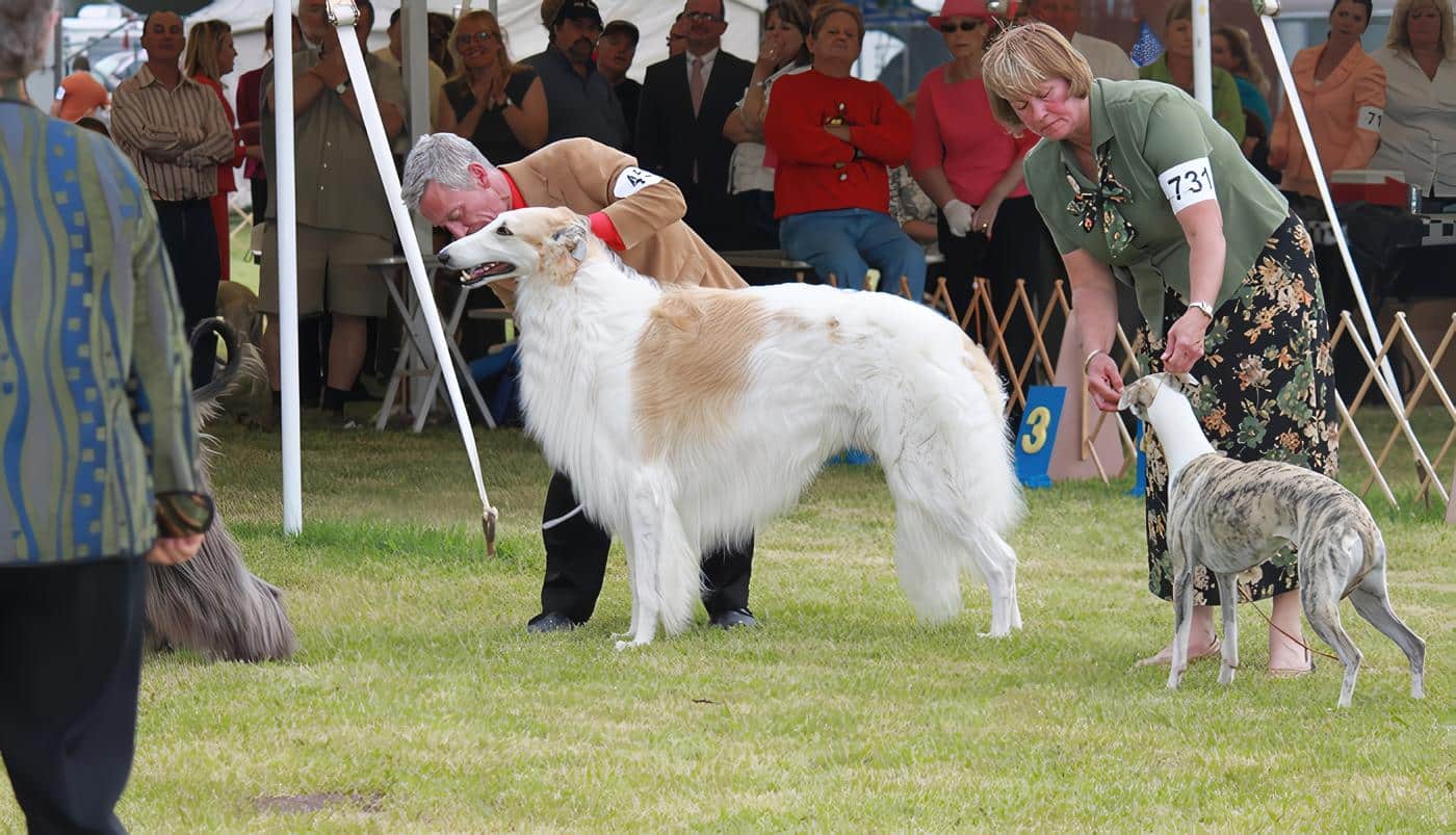 Reclamento Exposiciones Caninas