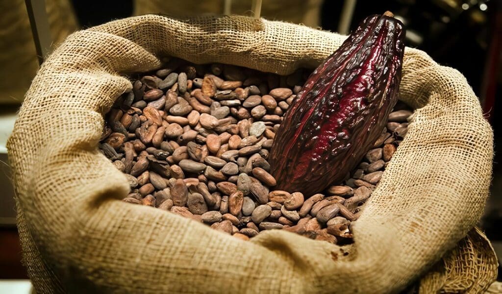 Cacao