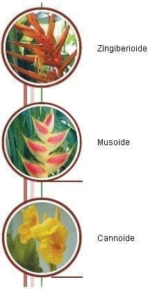 Clases de heliconias