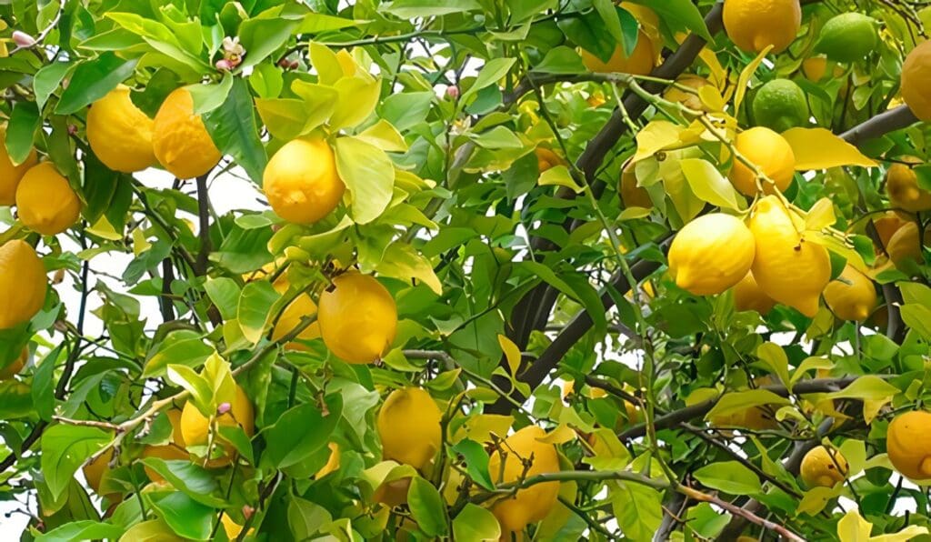 Detección Cancer de citricos