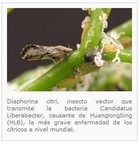Huanglongbing HLB insecto - Enfermedad que Ataca los Cítricos Huanglongbing HLB insecto - Enfermedad que Ataca los Cítricos