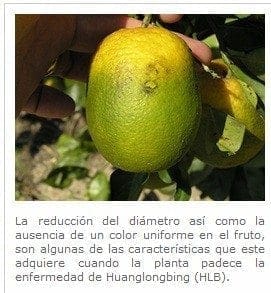 Huanglongbing HLB naranja - Enfermedad que Ataca los Cítricos Huanglongbing HLB naranja - Enfermedad que Ataca los Cítricos