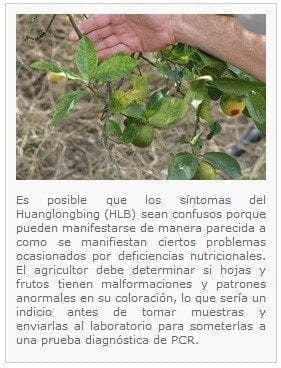 Huanglongbing HLB rama - Enfermedad que Ataca los Cítricos Huanglongbing HLB rama - Enfermedad que Ataca los Cítricos