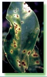 Mancha bacterial de los cítricos Mancha bacterial de los cítricos