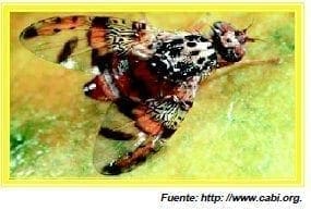 adulto de la mosca del mediterraneo adulto de la mosca del mediterraneo