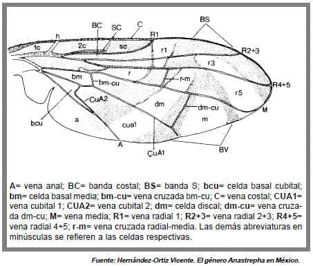 ala derecha mosca ala derecha mosca