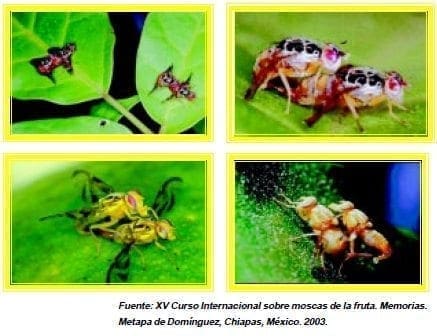 Apareamiento mosca de la fruta