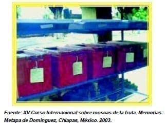 Cámaras o cajas de cría para adultos de moscas de la fruta Cámaras o cajas de cría para adultos de moscas de la fruta