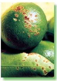 Cáncer de los Cítricos Cáncer de los Cítricos