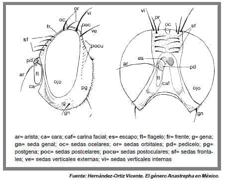 caracteres morfologicos cabeza mosca caracteres morfologicos cabeza mosca