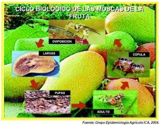 ciclo biologico de las moscas de la fruta ciclo biologico de las moscas de la fruta
