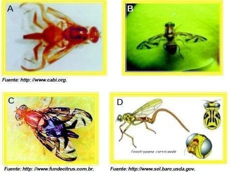 Especies nativas moscas fruta Especies nativas moscas fruta