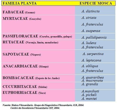 Familia de plantas moscas frutas Familia de plantas moscas frutas