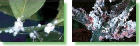 Capa cérea blanca, cochinillas